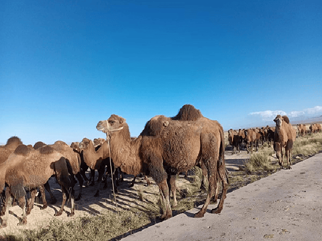 Qinghai camel