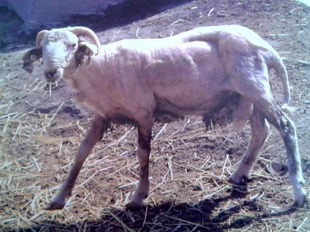 Quadrella sheep