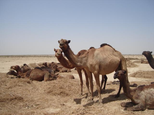 Raidi camel