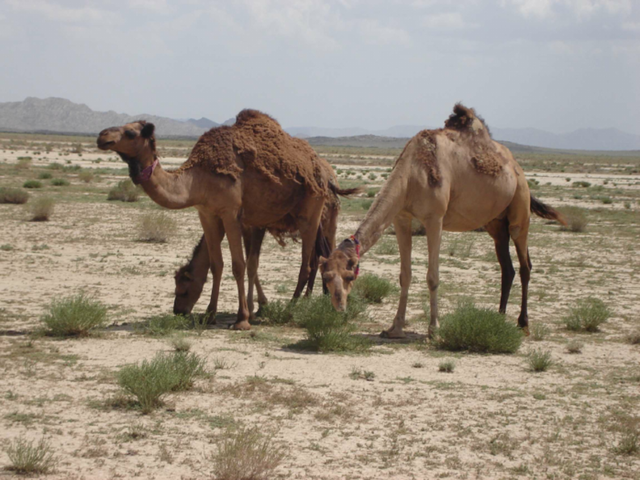 Raigi camel