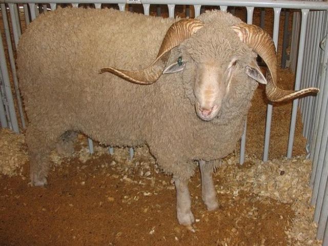 Rambouillet sheep