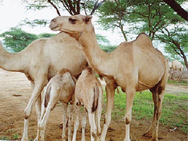 Randile camel