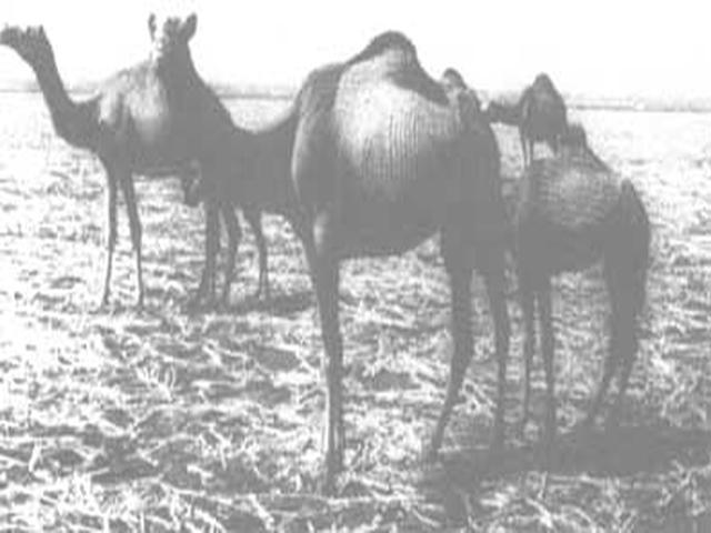 Rashaida camel