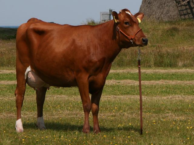 Duńska czerwona krowa