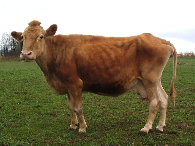 Red Estonian cattle