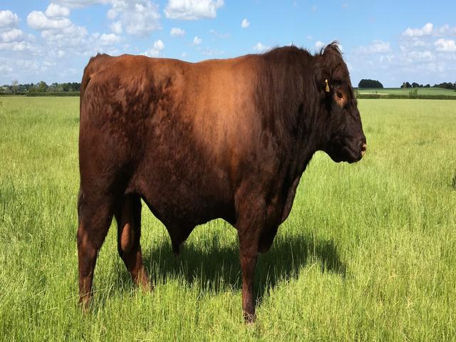 Czerwona krowa lincolnshire