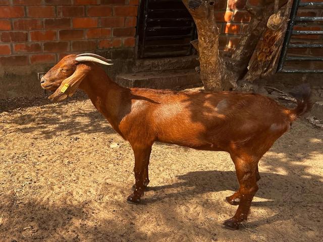Red Sokoto goat