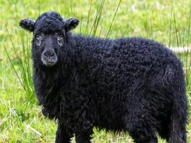 Reshetilovka sheep