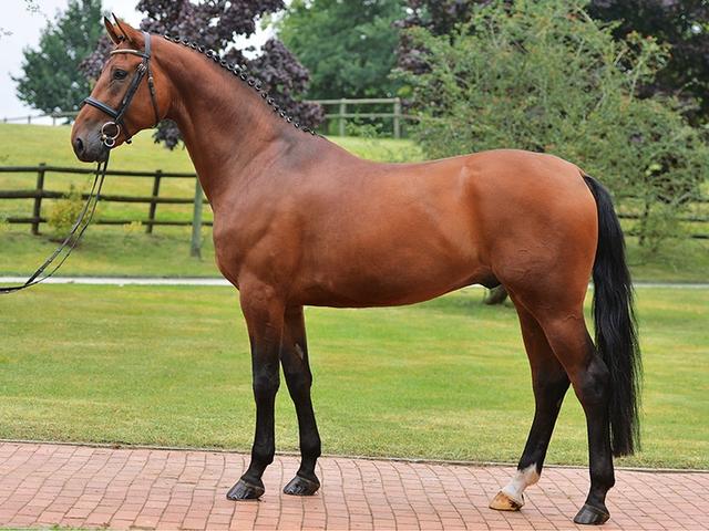 Rhenish warmblood horse