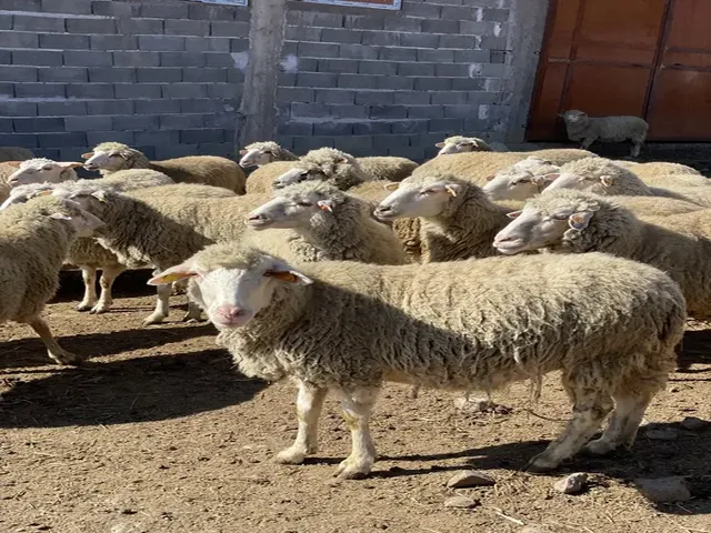 Rhodope Tsigai sheep