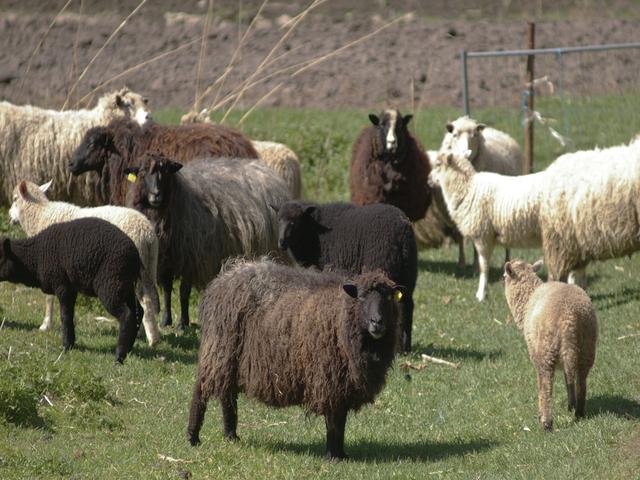 Ruhnu sheep