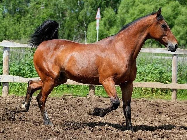 Russian Trotter