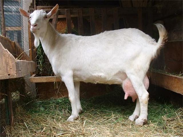 Russian White goat