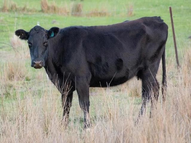 Russian polled cattle