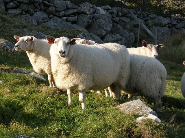 Rygja sheep