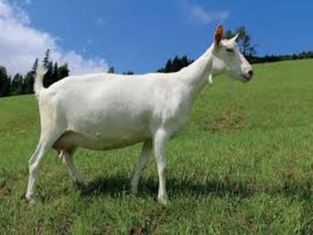 Saanen goat