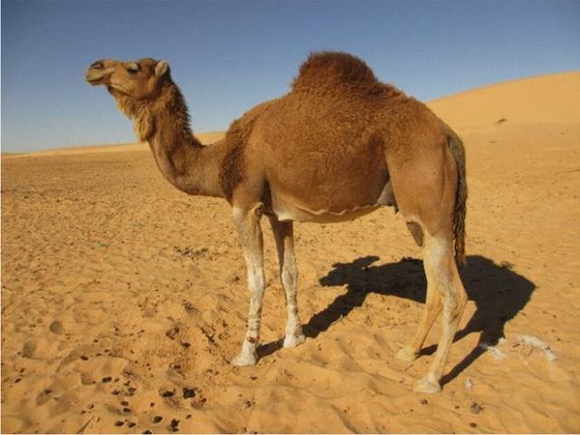 Sahraoui camel