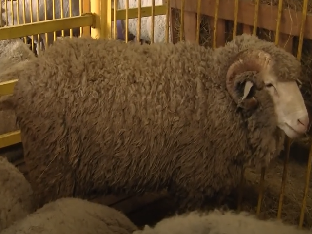 Salsk sheep