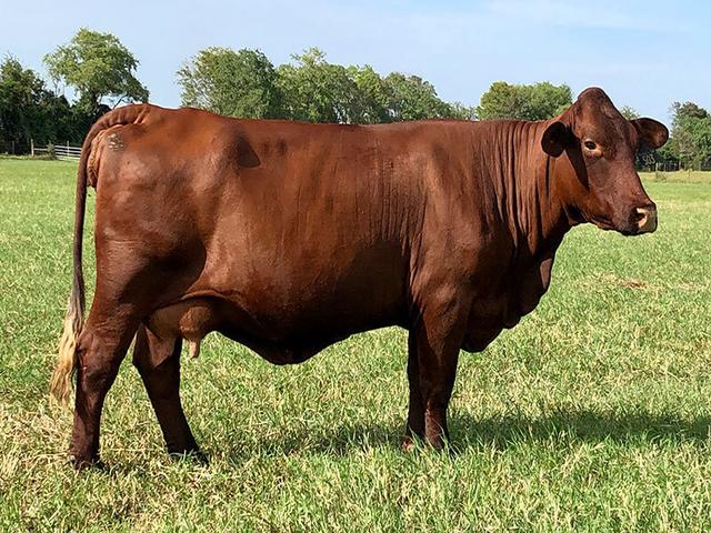 Santa Gertrudis cattle