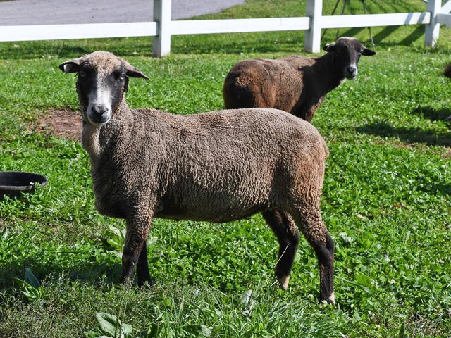 Santa cruz sheep