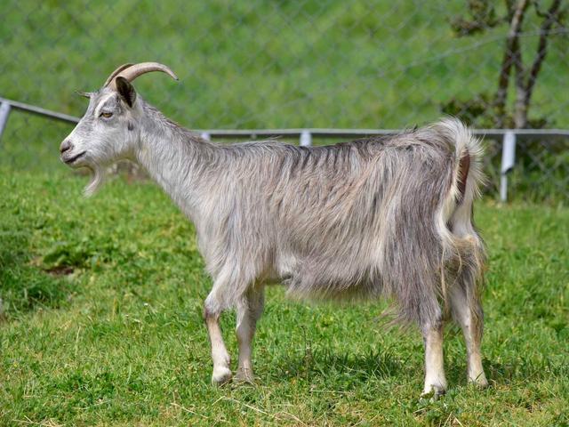 Sarda goats