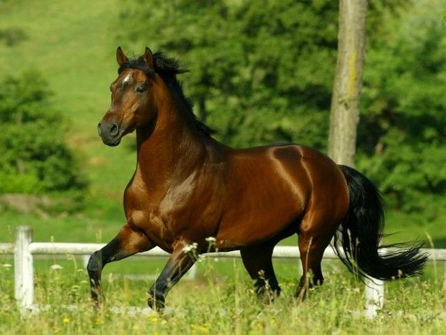 Sardinian Anglo-Arab
