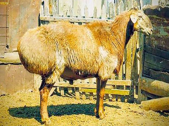 Saryarka sheep