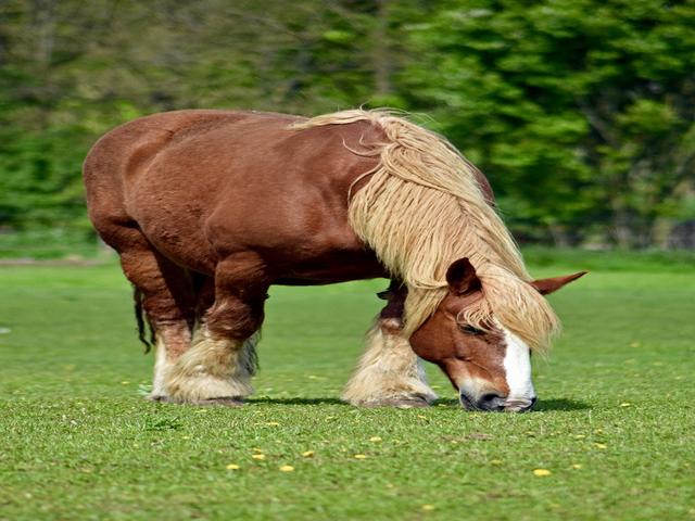 Schleswiger heavy draft horses