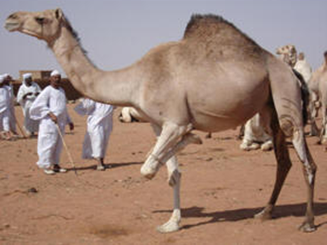 Shanbali camel