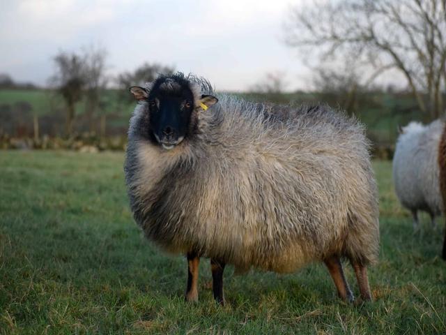 Shetland sheep
