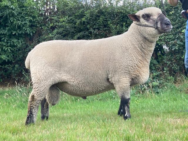 Shroshire sheep