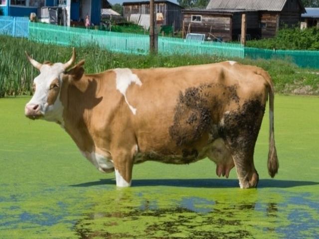 Sibiryachka cattle