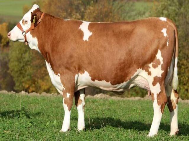 Simmental cattle