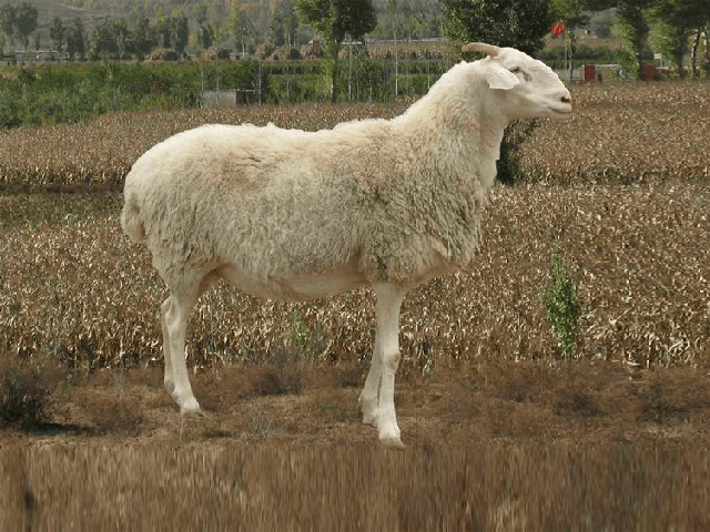 Small-tailed Han sheep
