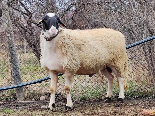 Sofia sheep