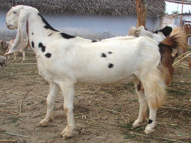 Sojat goats