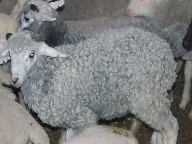 Sokolka sheep