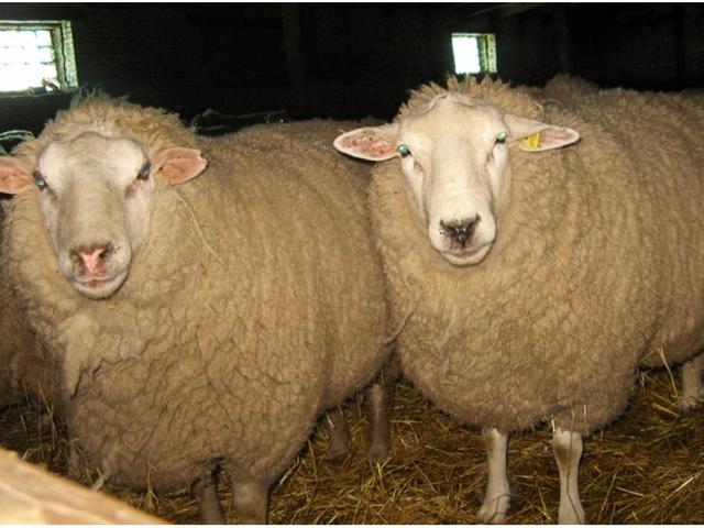 South meat sheep