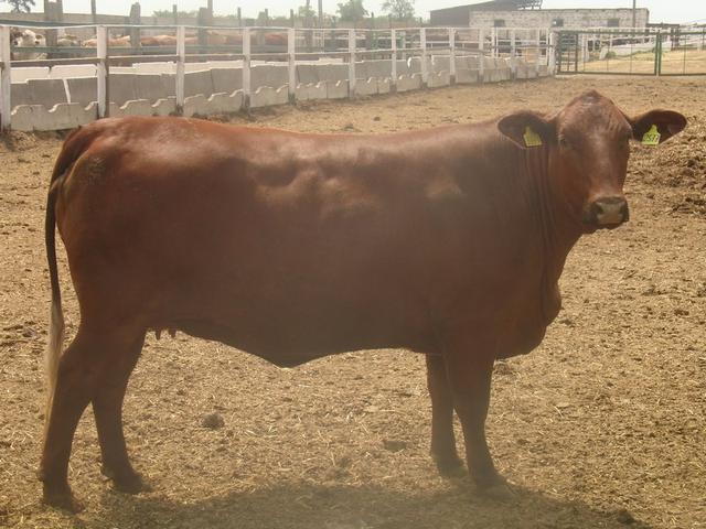 Southern beef cattle