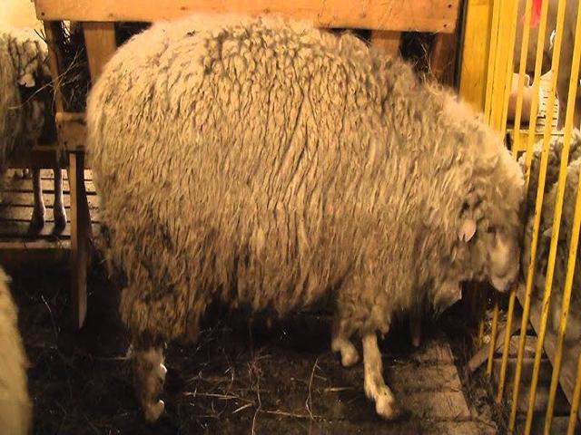 Soviet meat-wool sheep