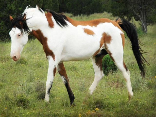Spanish Mustang