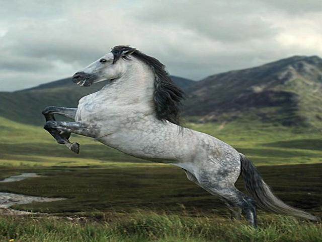 Spanish Thoroughbred