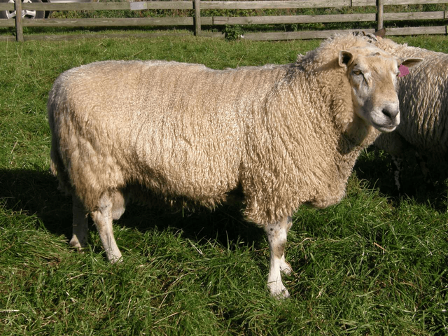 Steigar sheep