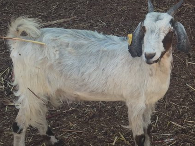 Sudanese desert goats