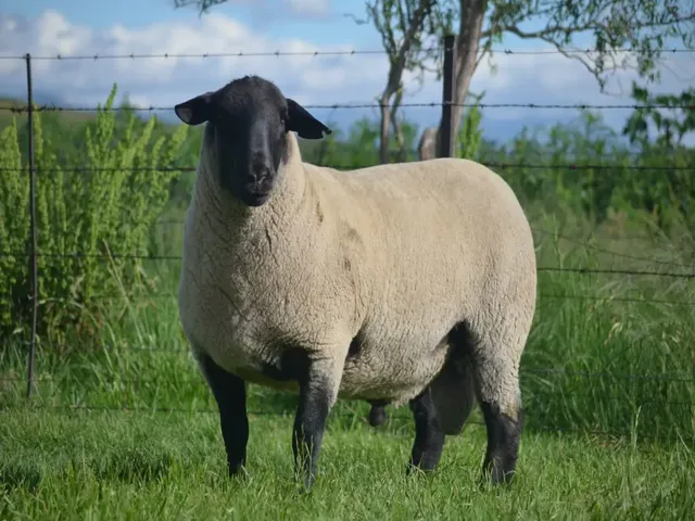 Suffolk sheep