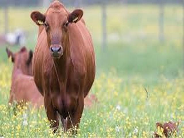 Swedish red cattle