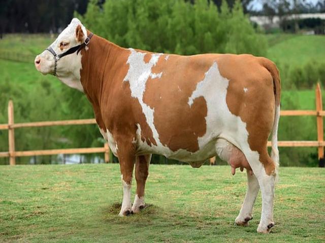 Sychevskaya cattle