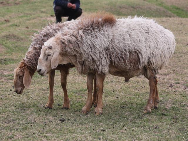 Tajik sheep