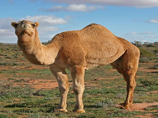 Targui camel