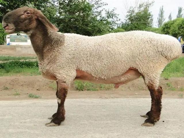 Tashqurgan sheep
